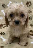 Mateo, a male Cavapoo for sale in Rutherfordton, NC – 1 of 6