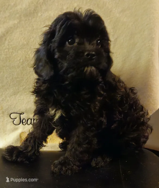 Spaghetti  – Cavapoo puppy for sale in Rutherfordton, NC
