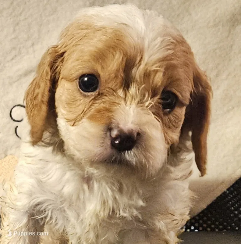 Burt – Cavapoo puppy for sale in Rutherfordton, NC