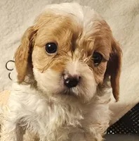Burt, a male Cavapoo for sale in Rutherfordton, NC – 5 of 8