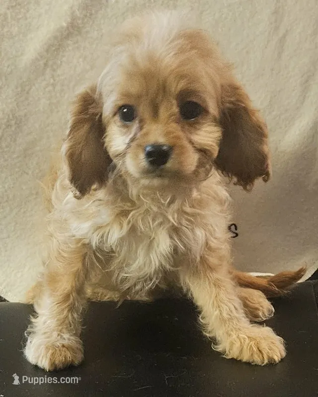 Macaroni – Cavapoo puppy for sale in Rutherfordton, NC