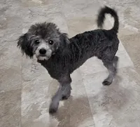 Zero, a female Poodle - Miniature  for sale in Rutherfordton, NC – 3 of 8