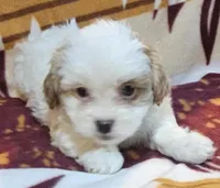 Suri, a female Pekingese and Poodle - Toy  for sale in Rutherfordton, NC – 4 of 8