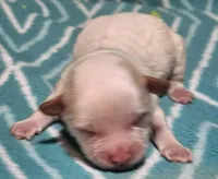 Suri, a female Pekingese and Poodle - Toy  for sale in Rutherfordton, NC – Photo 2 of 4