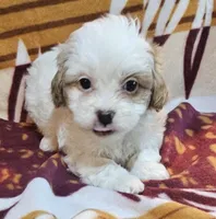 Suri, a female Pekingese and Poodle - Toy  for sale in Rutherfordton, NC – 2 of 8