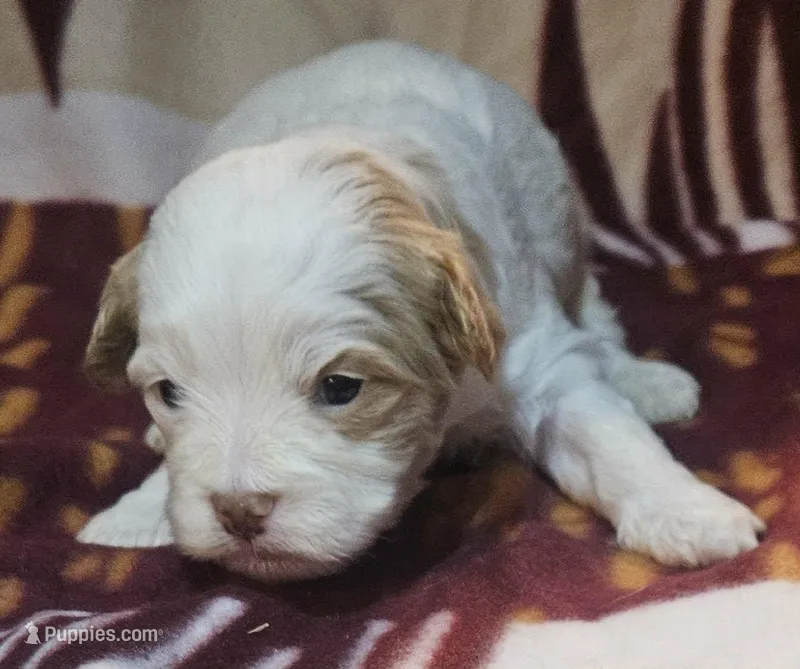 Suri – Pekingese, Poodle - Toy  puppy for sale in Rutherfordton, NC