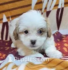 Suri – Pekingese, Poodle - Toy  puppy for sale in Rutherfordton, NC