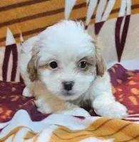 Suri, a female Pekingese and Poodle - Toy  for sale in Rutherfordton, NC – 3 of 8