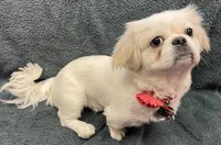 Suri, a female Pekingese and Poodle - Toy  for sale in Rutherfordton, NC – Photo 3 of 4