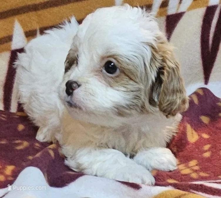 Suri – Pekingese, Poodle - Toy  puppy for sale in Rutherfordton, NC