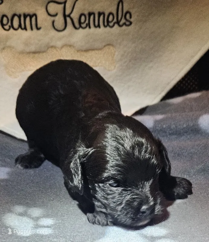 Ziti – Cavapoo puppy for sale in Rutherfordton, NC