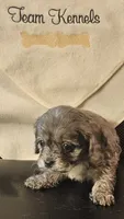 Cody, a male Cavapoo for sale in Rutherfordton, NC – 2 of 6