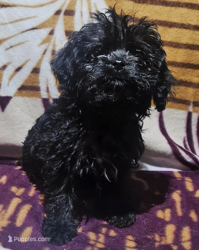 Dorian – Cavapoo puppy for sale in Rutherfordton, NC