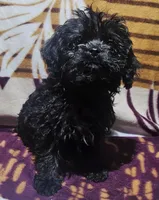 Dorian, a female Cavapoo for sale in Rutherfordton, NC – 1 of 7