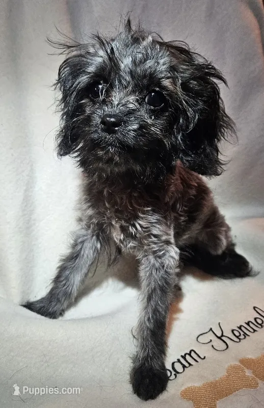Dorian – Cavapoo puppy for sale in Rutherfordton, NC