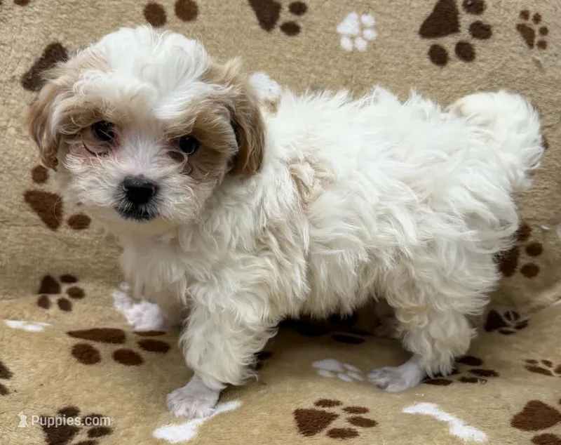 Randy – Peekapoo puppy for sale in Rutherfordton, NC