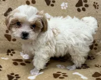 Randy, a male Peekapoo for sale in Rutherfordton, NC – 1 of 5