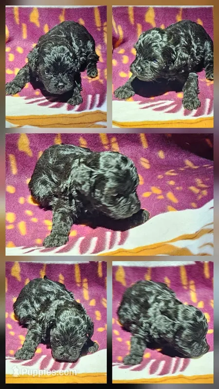 Dorian – Cavapoo puppy for sale in Rutherfordton, NC