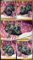 Dorian, a female Cavapoo for sale in Rutherfordton, NC – 3 of 6