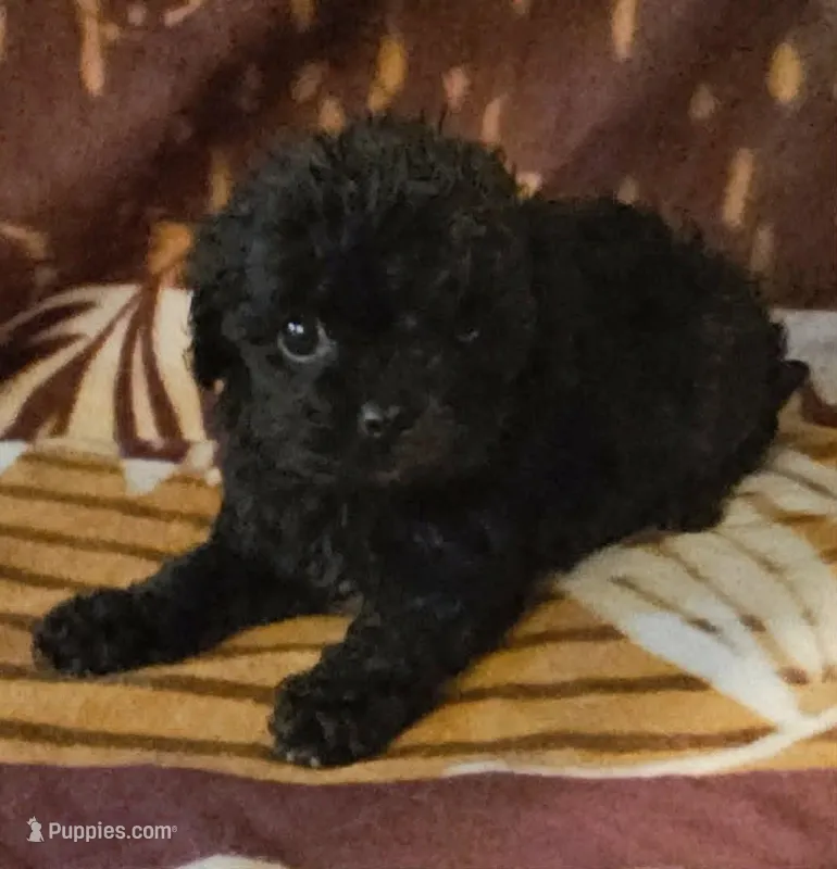 Dorian – Cavapoo puppy for sale in Rutherfordton, NC