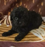 Dorian, a female Cavapoo for sale in Rutherfordton, NC – 2 of 6