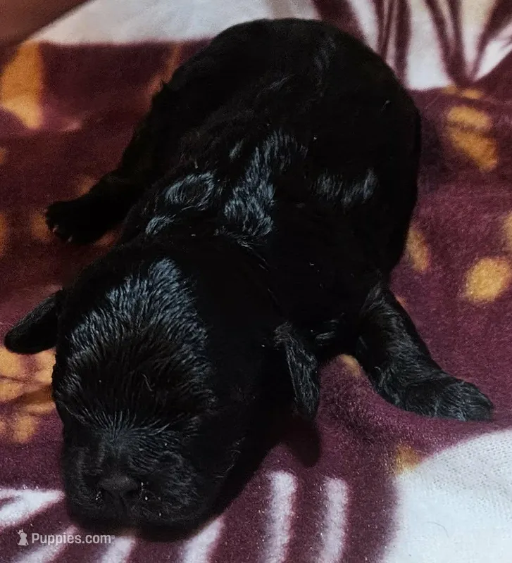 Dorian, a female Cavapoo for sale in Rutherfordton, NC – Photo 1 of 3