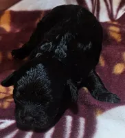 Dorian, a female Cavapoo for sale in Rutherfordton, NC – Photo 1 of 3