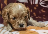 Mateo, a male Cavapoo for sale in Rutherfordton, NC – 3 of 6