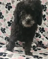 Zero, a female Poodle - Miniature  for sale in Rutherfordton, NC – 5 of 8