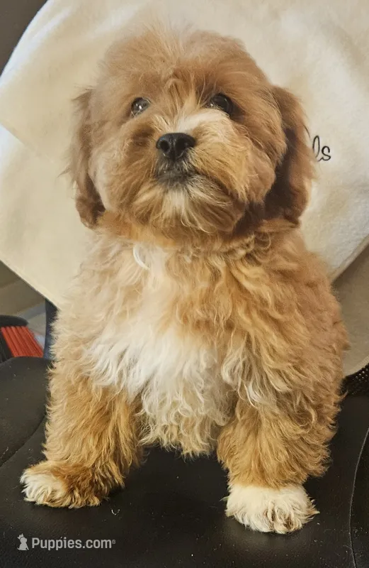 Nevan – Peekapoo puppy for sale in Rutherfordton, NC