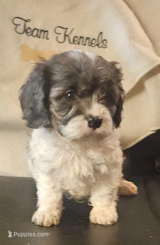 Kenny – Cavapoo puppy for sale in Rutherfordton, NC
