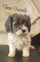 Kenny, a male Cavapoo for sale in Rutherfordton, NC – 1 of 6