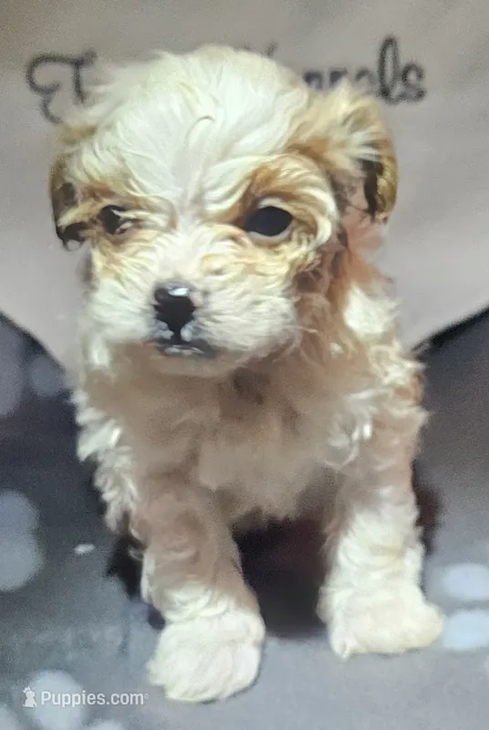 Randy – Peekapoo puppy for sale in Rutherfordton, NC