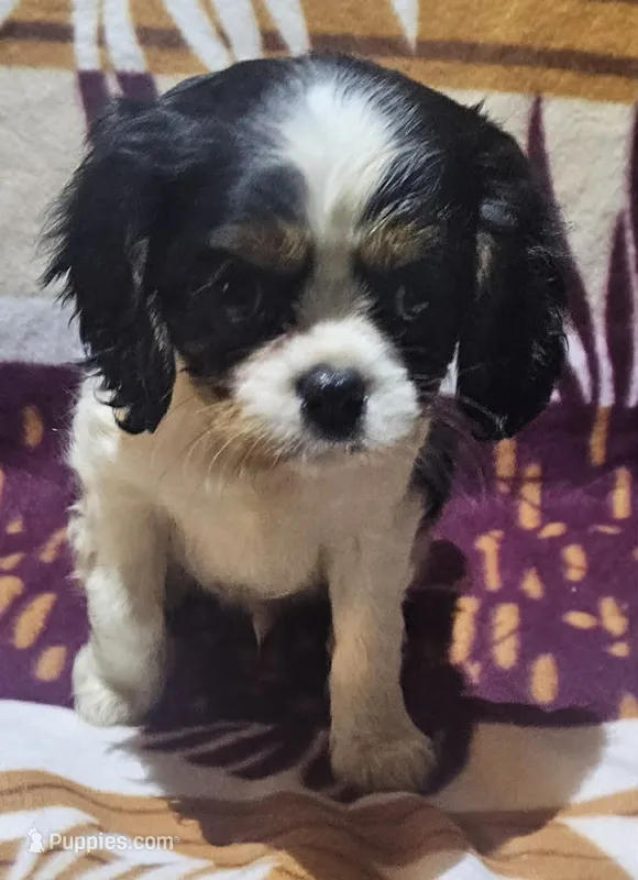 Hubert – Cavalier King Charles Spaniel puppy for sale in Rutherfordton, NC