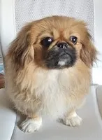 Rumble, a male Pekingese for sale in Rutherfordton, NC – 2 of 3