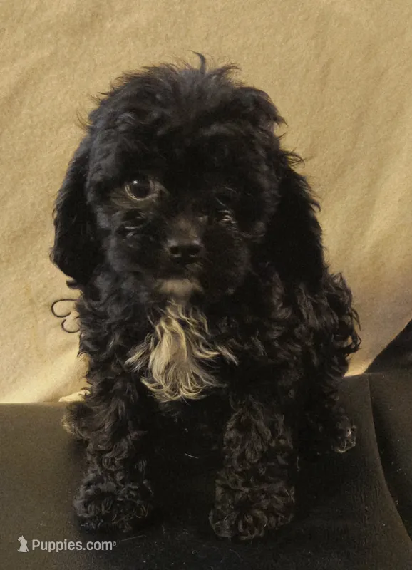 Ziti – Cavapoo puppy for sale in Rutherfordton, NC