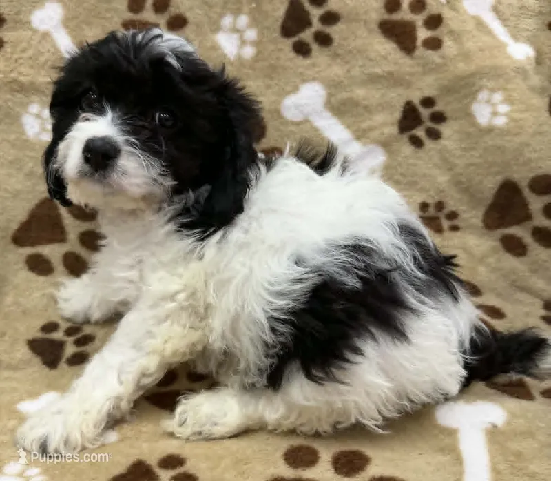 Langdon – Cavapoo puppy for sale in Rutherfordton, NC