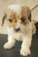 Burt, a male Cavapoo for sale in Rutherfordton, NC – 1 of 8