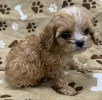 Zephyr, a male Cavapoo for sale in Rutherfordton, NC – 1 of 5