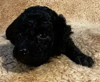 Zero, a female Poodle - Miniature  for sale in Rutherfordton, NC – 6 of 8