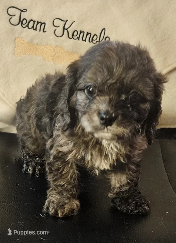 Romeo – Cavapoo puppy on hold in Rutherfordton, NC
