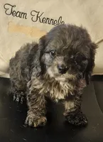 Romeo, a male Cavapoo for sale in Rutherfordton, NC – 1 of 5
