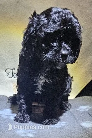 Ziti – Cavapoo puppy for sale in Rutherfordton, NC