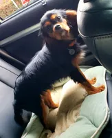 Whitaker, a male Cavapoo for sale in Rutherfordton, NC – Photo 3 of 4