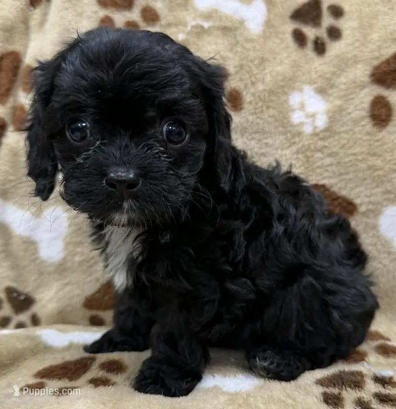 Whitaker – Cavapoo puppy for sale in Rutherfordton, NC