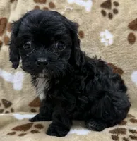 Whitaker, a male Cavapoo for sale in Rutherfordton, NC – 2 of 7