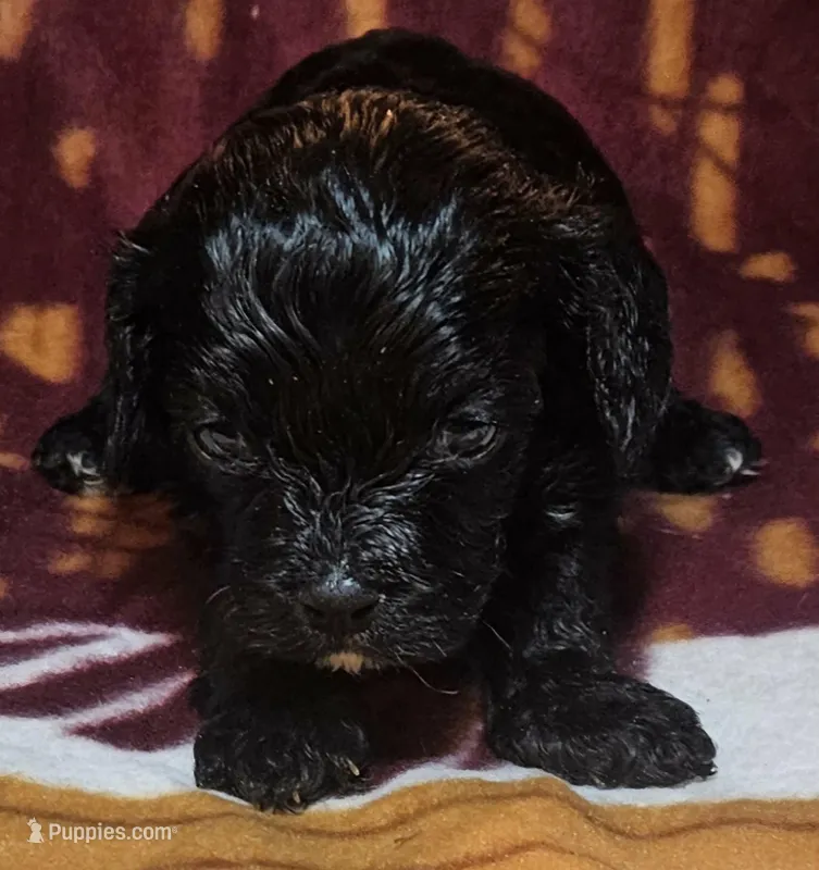 Whitaker – Cavapoo puppy for sale in Rutherfordton, NC