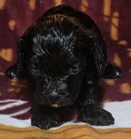 Whitaker, a male Cavapoo for sale in Rutherfordton, NC – Photo 1 of 4