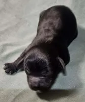 Whitaker, a male Cavapoo for sale in Rutherfordton, NC – Photo 2 of 4