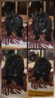 Whitaker, a male Cavapoo for sale in Rutherfordton, NC – 3 of 7